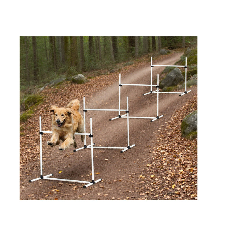 Dog Agility Training Equipment