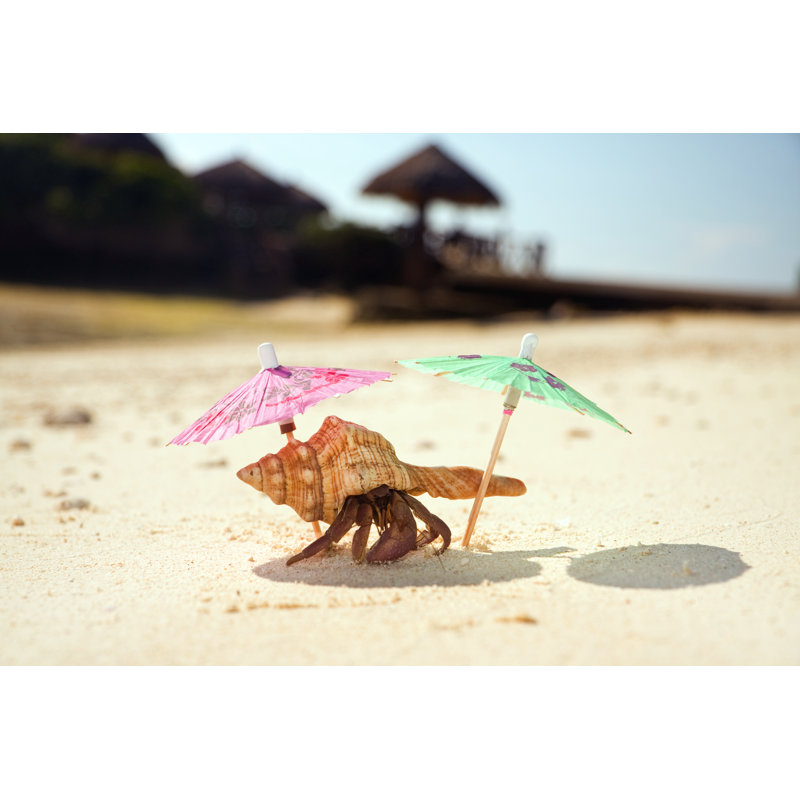 Hermit Crab Beach - Wrapped Canvas Print, 61cm H x 91cm W x 3.8cm D