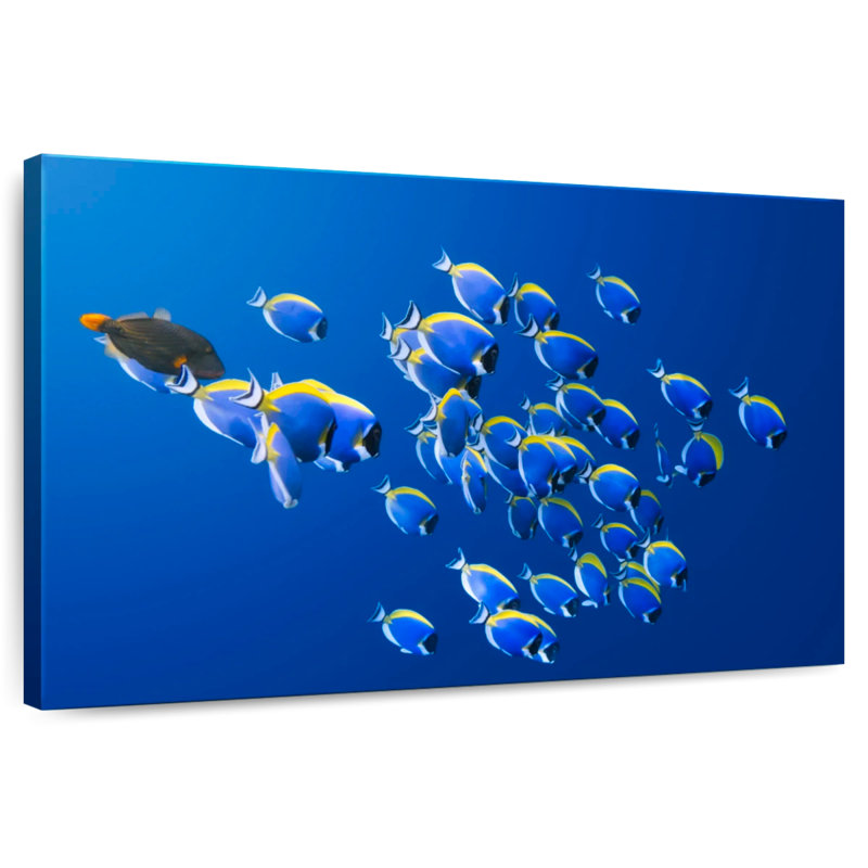 Underwater Blue Tangs