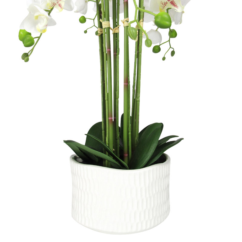 Arrangement floral orchidée phalaenopsis en pot