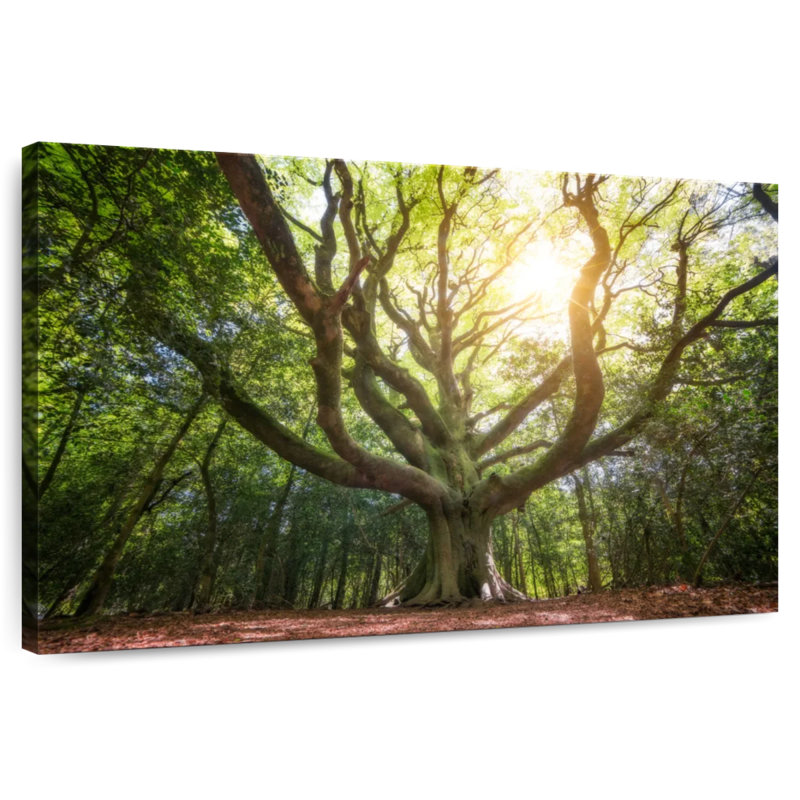 Grand vieux hêtre Harnek Broceliande, H 8 po x l 12 po