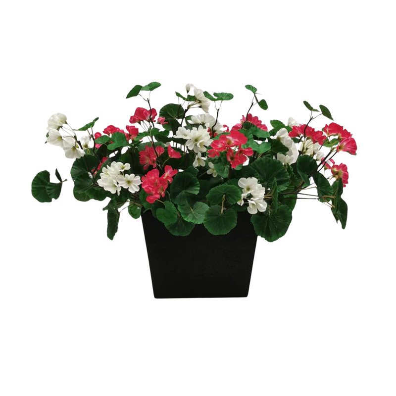 Geranium Window Box, Red/White