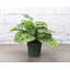 Live Green Prayer Plant