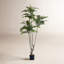 Arbre 74,8 po TOona SINENSIS