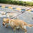 Dogs Walking Leash
