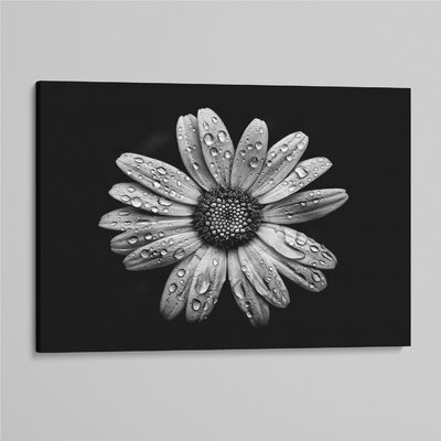 Backyard Flowers in Black and White 16 After the Storm by Brian Carson - Photograph Print on Canvas -  Ebern Designs, F0753599F2EA493EBB9D9C0D5D1126D2