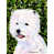 Westie 2