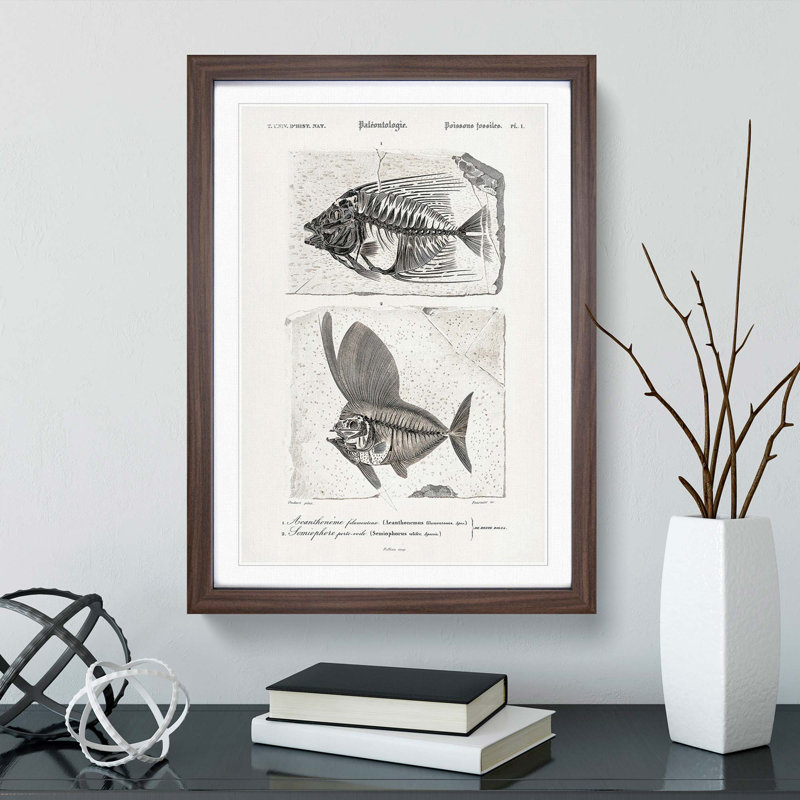 Fish Fossil Illustrations PL. L by Charles D'Orbigny - Picture Frame Painting Print, 87cm H x 62cm W x 2cm D, Walnut Framed