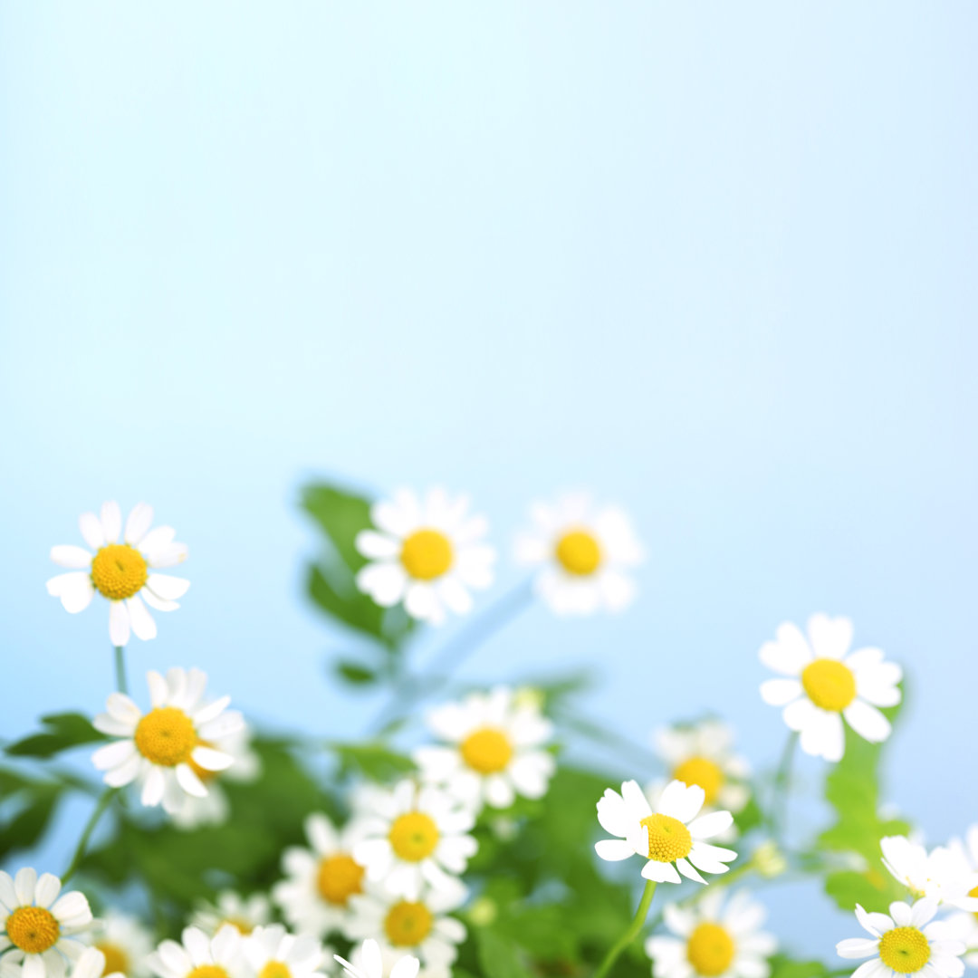 Leinwandbild White Daisies by Mareandmare