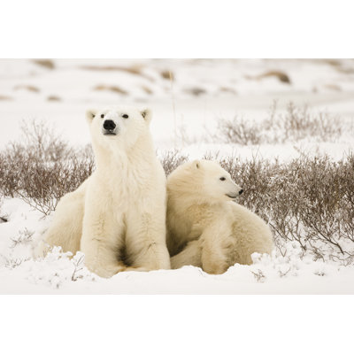 Polar Bear Family - Wrapped Canvas Print