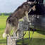 Rampe pour animaux robuste en acier