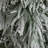 Flocked 7' Pre-Lit Pine Christmas Tree