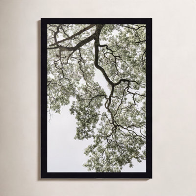Pleasantville "Coastal Forest" Print