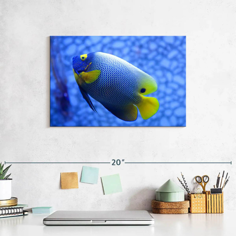 Brampt Coral Blue Angelfish, 8" H x 12" W