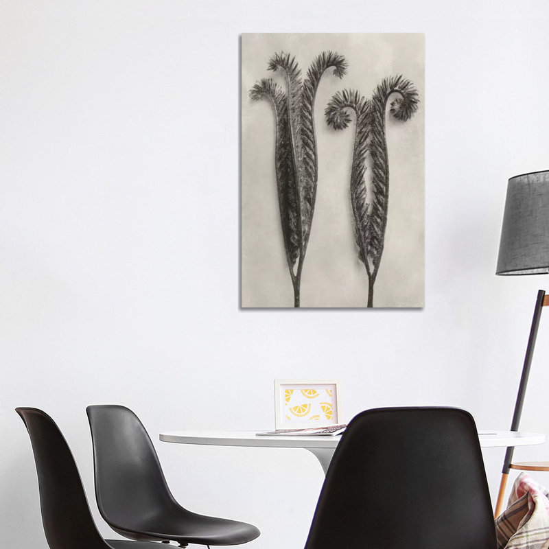 Blossfeldt Botanical II by Karl Blossfeldt - Wrapped Canvas Print, 101.6cm H x 66.04cm W x 1.91cm D
