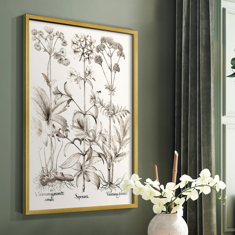 Sépia Besler Botanicals VII, reproduction encadrée - bois massif, Or, H 10 po x l 8 po