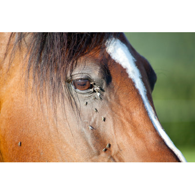 Horse with Flies 1 Piece Wrapped Canvas Wall Art