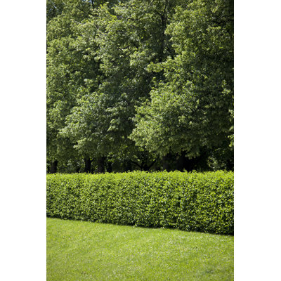 «Trees and Grass» par Carterdayne