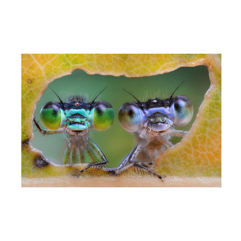 Art sur toile, "Bachelor" par Alberto Ghizzi Panizza, H 30 po x l 47 po
