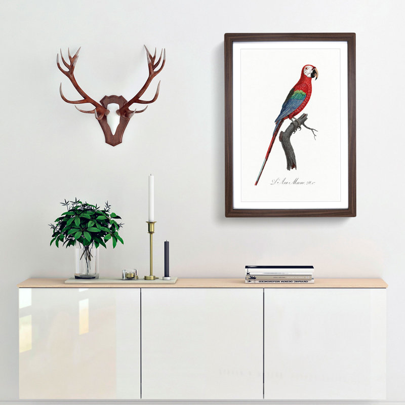 Scarlet Macaw Parrot by F. Levaillant - Picture Frame Painting Print, 65cm H x 48cm W x 2cm D, Walnut Framed
