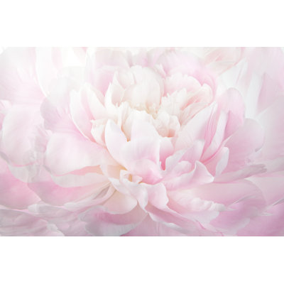 Floral Abstract Background by Ksenia_Pelevina - Wrapped Canvas Photograph