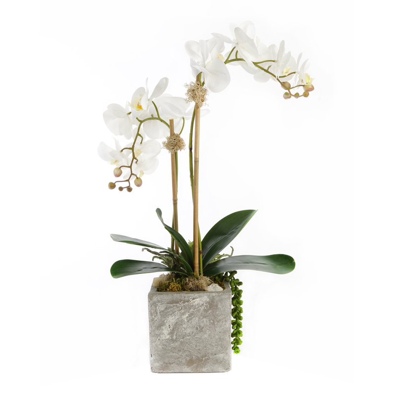Orchid Arrangement in Pot