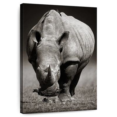 Brampt White African Rhinoceros