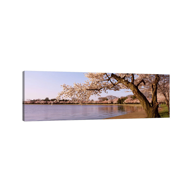 Cherry Blossom Tree Along A Lake, Potomac Park, Washington DC, USA - Wrapped Canvas Panoramic Print