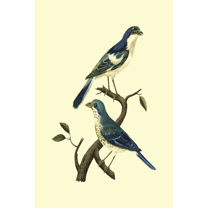 Vintage Bird Pair I by Levaillon - Wrapped Canvas Art Prints, 46cm H x 30cm W x 3.8cm D