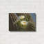 «Saguaro Cactus Blooms Az 8745» par Mike Jones, art mural en métal, 24 po x 16 po-2048599428