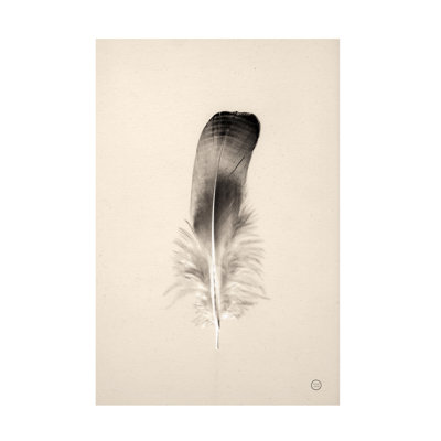 Floating Feathers IV Sepia On Canvas by Nathan Larson Print -  Bungalow Rose, B0985E025243422AB9ECE87861789E3E