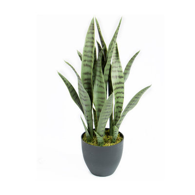 17 cm H Faux Snake Plant in Resin and Plastic Pot