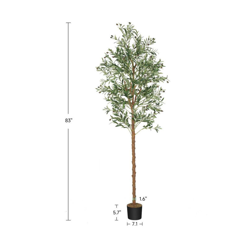 ZACOO Live Olive Tree Plant
