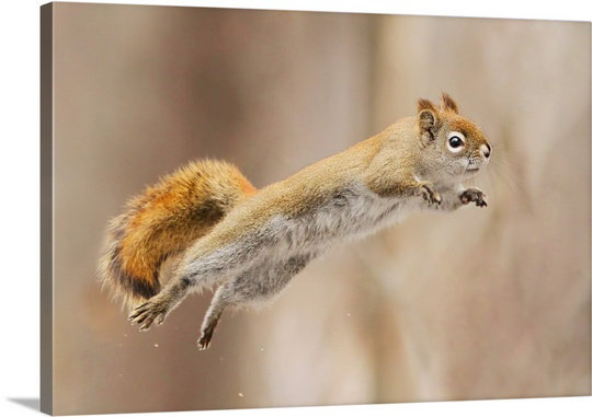 «Straub I Can Fly» par Mircea Costina - reproduction de photo, H 16 po x l 24 po x P 1,5 po, Toile