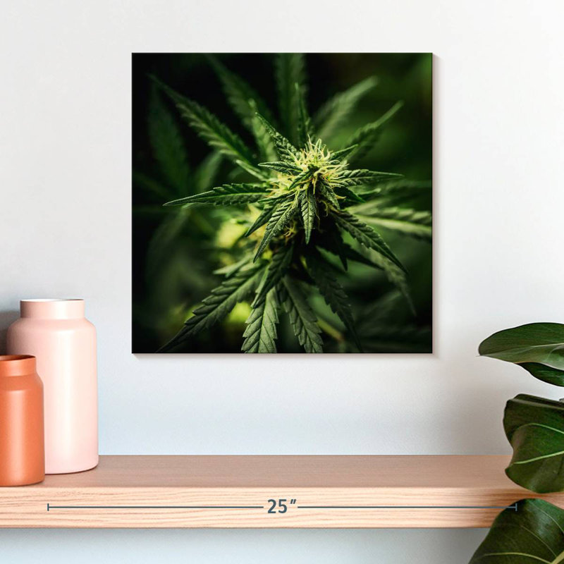 Marijuana fraîchement fleurie, H 16 po x l 16 po