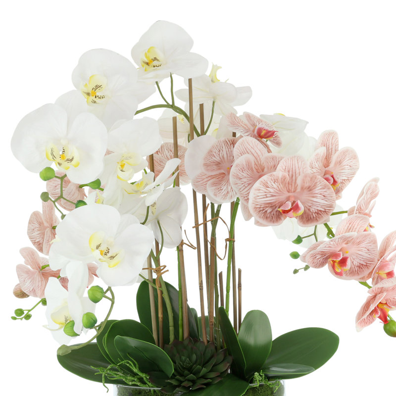 Orchid Arrangement in Glass Vase with Moss