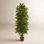 72" Ficus Tree in Pot