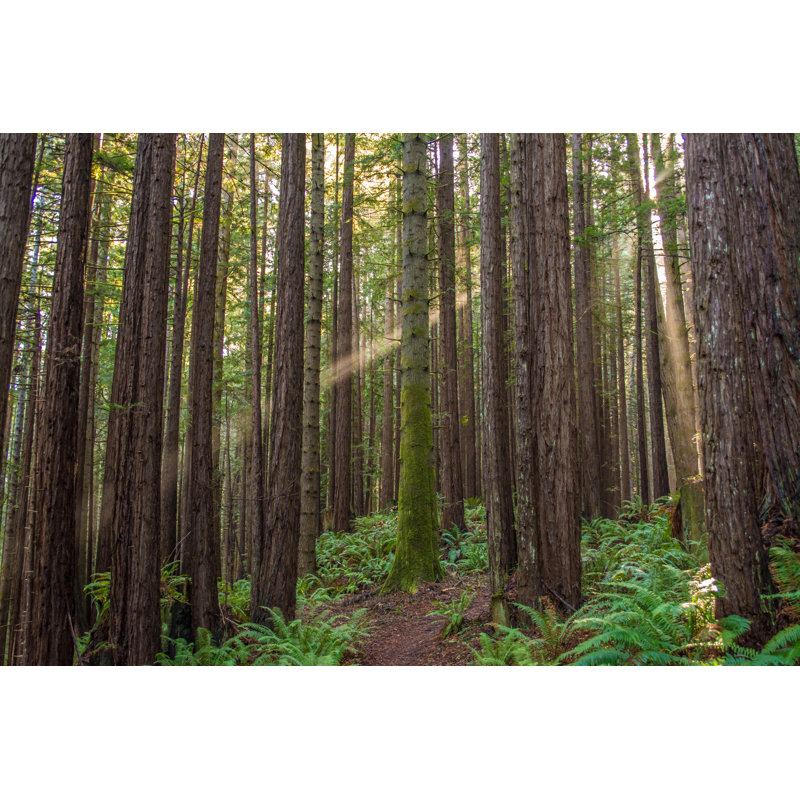 «Red Wood Forest» par Fusaromike - impression sur toile tendue, L 30 po x H 20 po