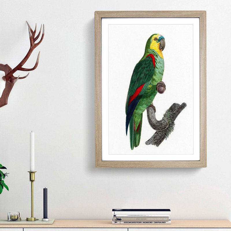 A Turquoise-Fronted Parrot by F. Levaillant - Framed Print, 45cm H x 33cm W x 2cm D, Oak Framed