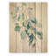 Essence d'eucalyptus III vert sur blanc-1041967639