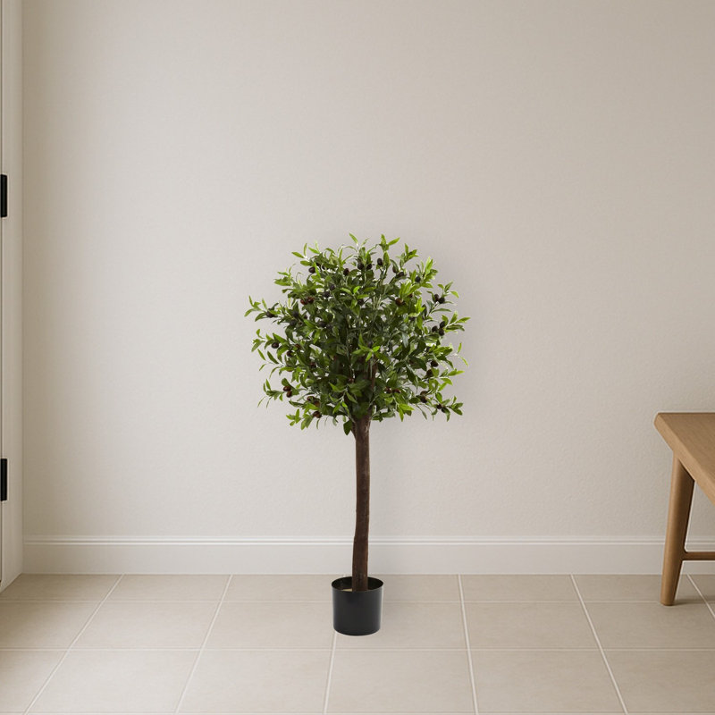 Olive Topiary Tree