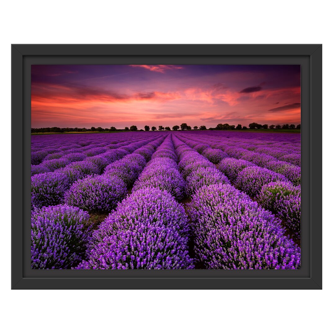 Gerahmtes Wandbild Wunderschöne Lavendel Provence