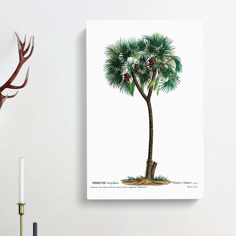 Date Palm Tree by Louis Renard - Wrapped Canvas, 50cm H x 35cm W x 3cm D
