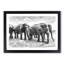 Elephants in Sri Lanka - Framed Print-56841828-56841831