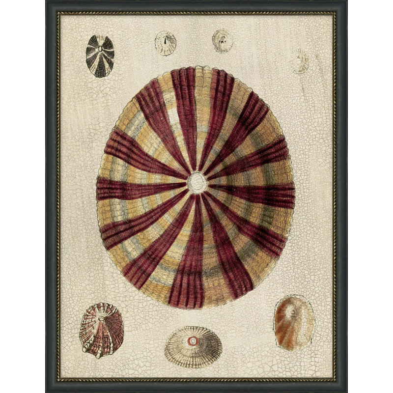 Variegated Shells 6 Print