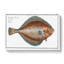 Plaice Fish by M.E. Bloch - Wrapped Canvas-55325353