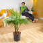 Majesty Palm Tree in Nursery Pot
