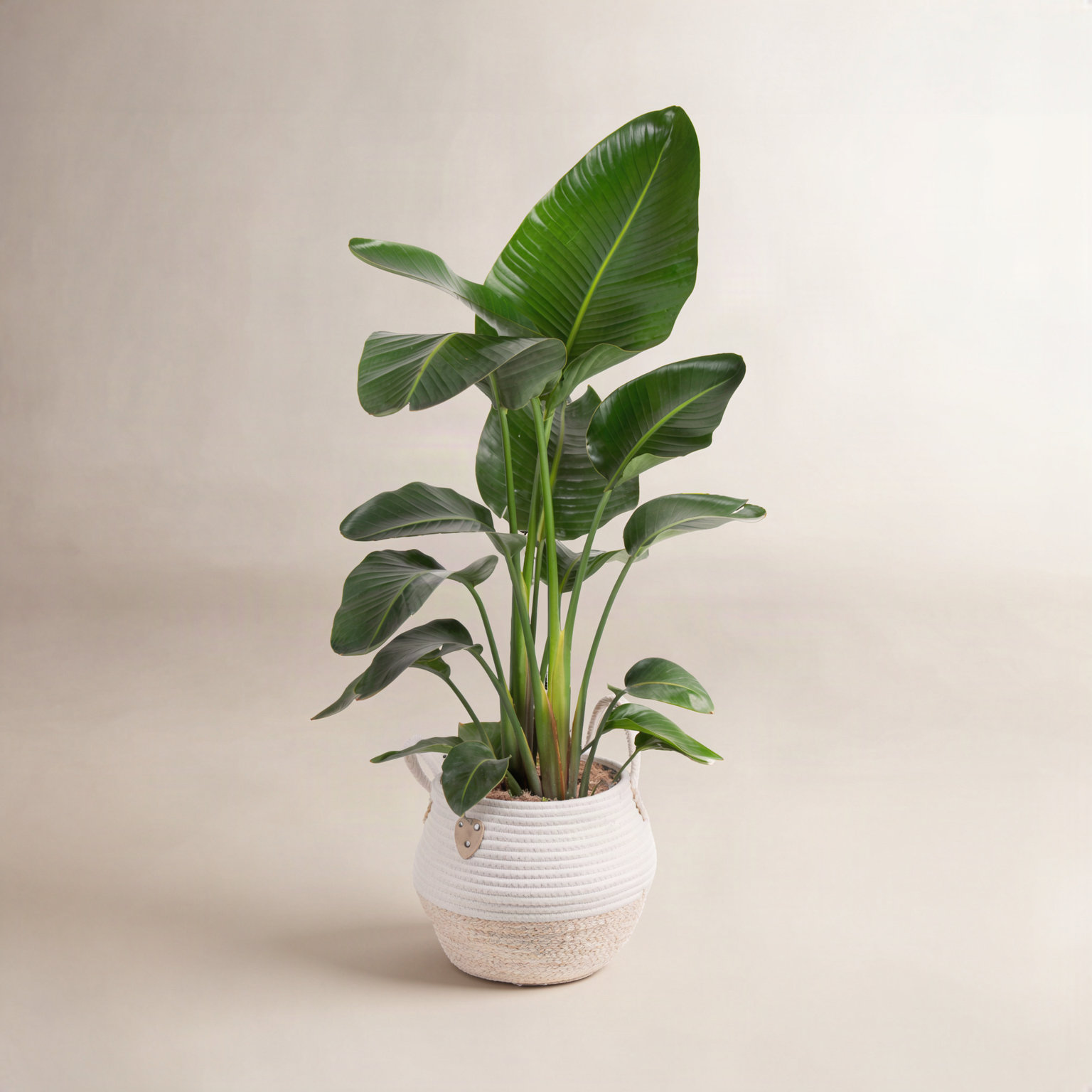Costa Farms White Bird of Paradise Basket Plant
