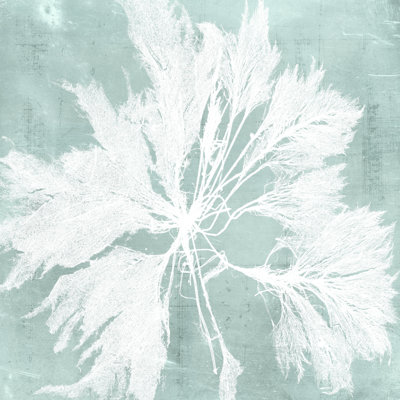 Algues sur aqua VI