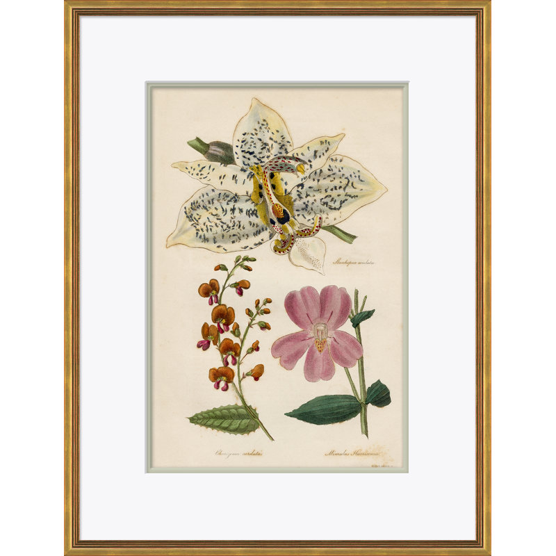 Curtis's Botanicals Giclee Print